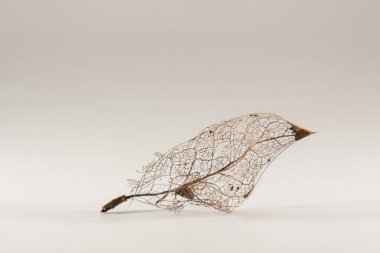 Beyaz arka planda altın kuru yaprak. Stüdyoda soyut kompozisyon. Modern tasarımın narin ve narin objeleri