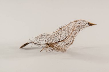 Beyaz arka planda altın kuru yaprak. Stüdyoda soyut kompozisyon. Modern tasarımın narin ve narin objeleri