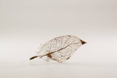 Beyaz arka planda altın kuru yaprak. Stüdyoda soyut kompozisyon. Modern tasarımın narin ve narin objeleri