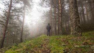 Adamın silueti bir çam ormanında yürüdü. Sonbaharda sisli bir manzara. Sierra de Guadarrama Milli Parkı 'nda
