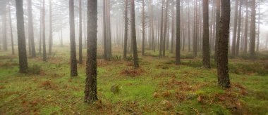 Adamın silueti bir çam ormanında yürüdü. Sonbaharda sisli bir manzara. Sierra de Guadarrama Milli Parkı 'nda
