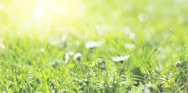Fondo Naturaleza Borrosa Crecimiento Plantas Primavera Luz Solar Intensa Sobre — Foto de Stock