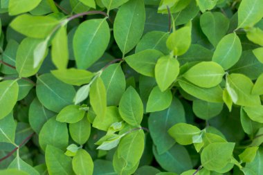 Yeşil yapraklar tropikal koyu arkaplan. İlkbaharda güzel yetişen bitkiler, grafik kaynak.