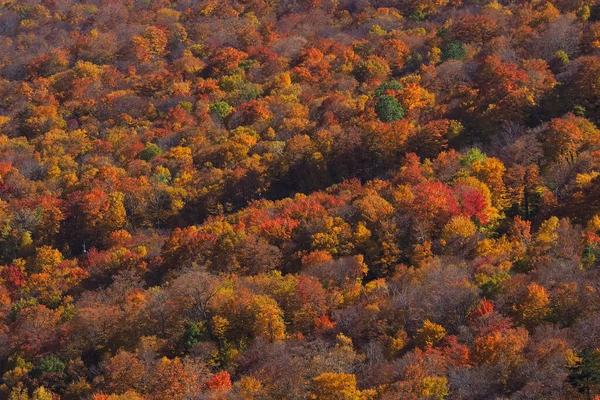 Cor da queda vista de cima, com lente telefoto, nas Montanhas Stowe em Vermont, EUA. Uma floresta de árvores ficando vermelho e laranja. — Fotografia de Stock
