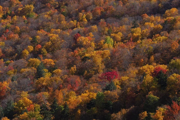 Cor da queda vista de cima, com lente telefoto, nas Montanhas Stowe em Vermont, EUA. Uma floresta de árvores ficando vermelho e laranja. — Fotografia de Stock