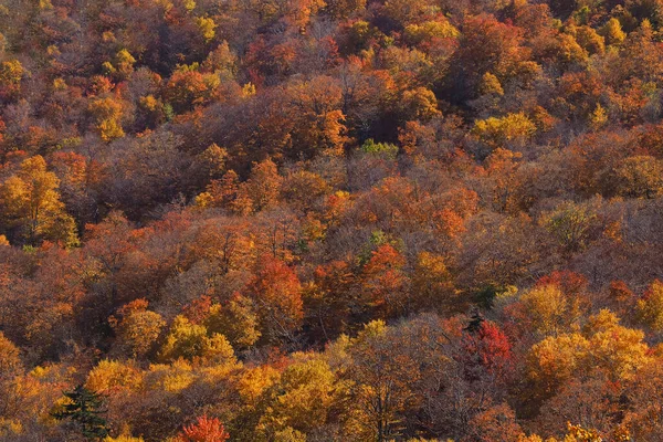 위에서 볼 수있는 가을 색, 텔레 코토 렌즈, 미국 버몬트의 스토우 산맥에서 볼 수있다. 빨간색과 주황색으로 변하는 나무들의 숲. — 스톡 사진