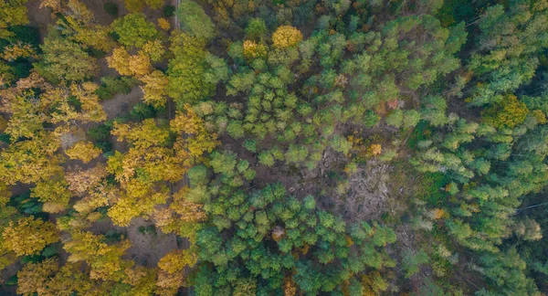 Automne Forêt Colorée Vue Aérienne — Photo