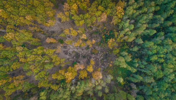 Herfst Kleurrijke Bos Luchtfoto Uitzicht — Stockfoto