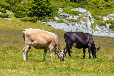 Yeşil yaz tarlasında inekler sürüsü