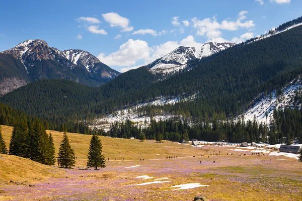 ATRA MOUNTAINS, POLAND - APR 25, 2015: Unidefined tourists visit Chocholowska Valley. Crocus flowers blooming in spring are great attraction for many people — Zdjęcie stockowe