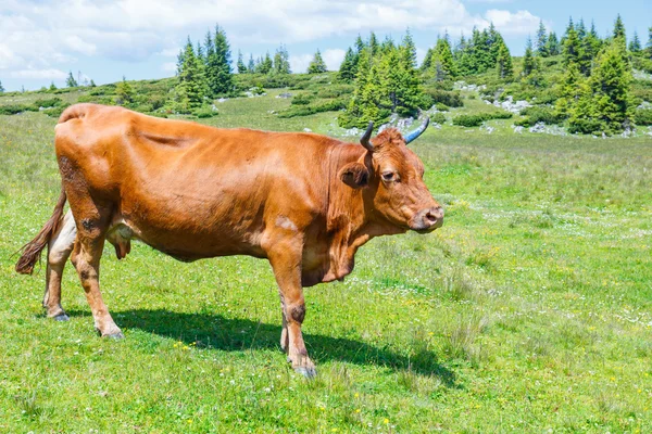 奶牛在绿色的草地上吃草 — 图库照片