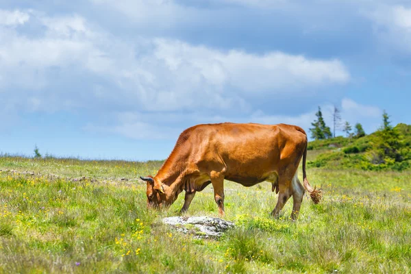 Vaca que pastoreia em um prado verde — Fotografia de Stock