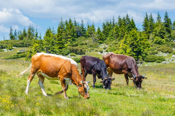 Troupeau de vaches au champ vert d'été — Photo