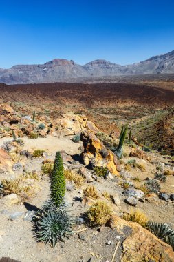 Kırmızı tajinaste çiçekler El Teide yanardağı, Tenerife, İspanya