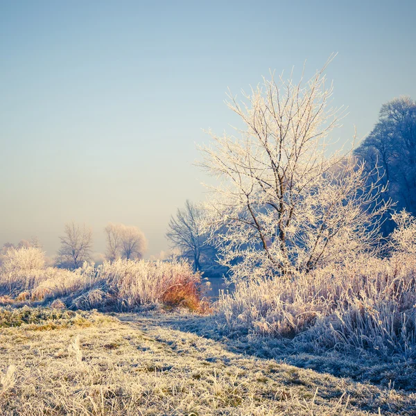 Árboles cubiertos de nieve, paisaje invernal — Foto de Stock