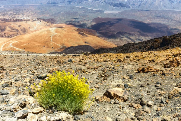 Arbusto seco creciendo en la caldera de un volcán El Teide, Tenerife, España — Foto de Stock