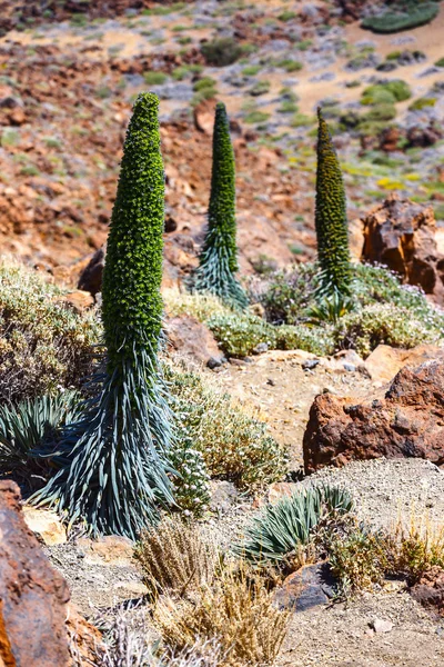 Květy červené tajinaste na sopku El Teide, Tenerife, Španělsko — Stock fotografie