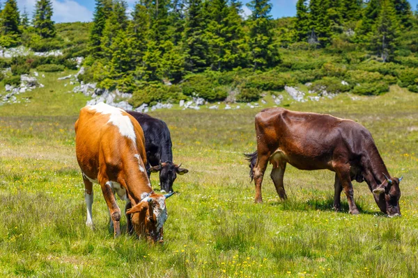 Mandria di vacche nel campo verde estivo — Foto Stock