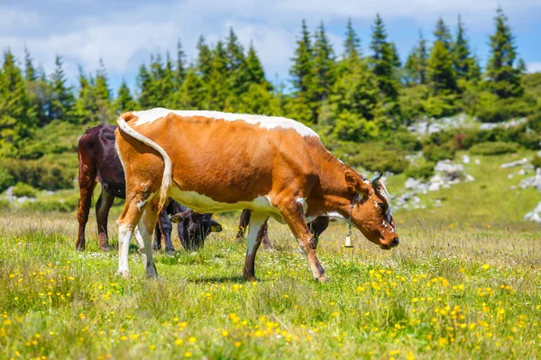 Kuh weidet auf einer grünen Wiese — Stockfoto