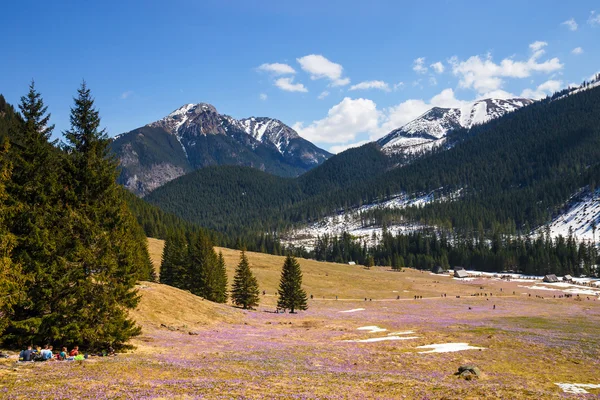 Tatry, Polska - 25 kwietnia 2015: Unidefined turystów odwiedza do Doliny Chochołowskiej. Krokus kwiaty kwitnące wiosną są wielką atrakcją dla wielu osób — Zdjęcie stockowe