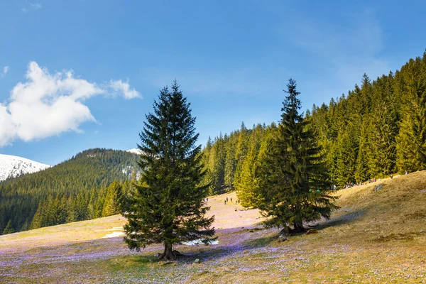 Atra mountains, poland - 25. April 2015: Undefinierte Touristen besuchen das Chocholowska-Tal. Krokusblumen, die im Frühling blühen, sind eine große Attraktion für viele Menschen — Stockfoto