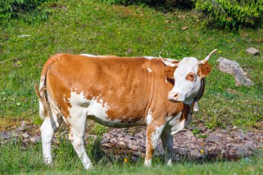 Yeşil bir çayırda otlayan inek