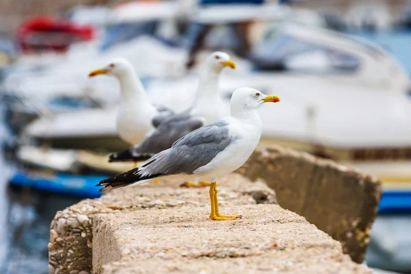 Seagull, close up — Stock Photo, Image