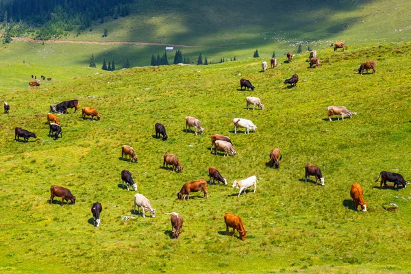 Koeienherder op het groene zomerveld — Stockfoto