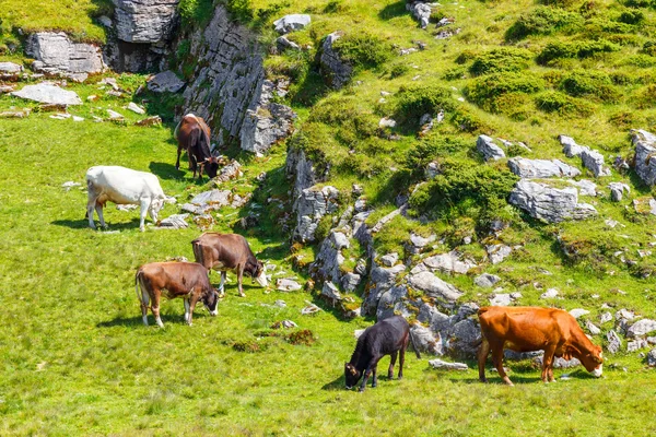 Mandria di vacche nel campo verde estivo — Foto Stock