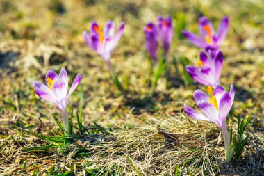 Menekşe çiğdemler Tatra Dağları, Bahar çiçek çiçeklenme