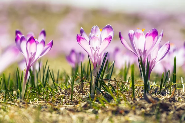 Blooming violet crocuses in Tatra Mountains, spring flower — Stock Photo, Image