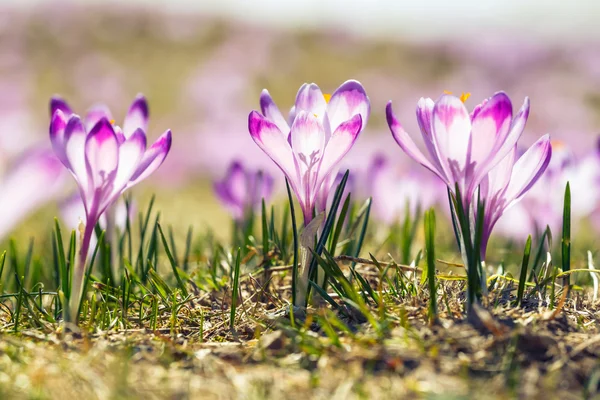 Azafrán violeta en las montañas de Tatra, flor de primavera —  Fotos de Stock