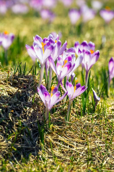 Blooming violet crocuses in Tatra Mountains, spring flower — Stock Photo, Image