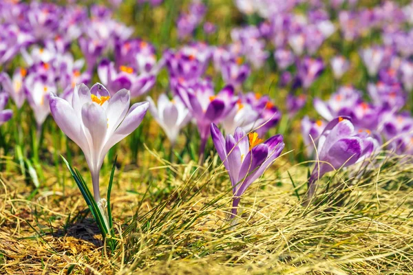 Azafrán violeta en las montañas de Tatra, flor de primavera —  Fotos de Stock