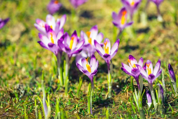 Blommande violett krokusar i Tatrabergen, vårblomma — Stockfoto