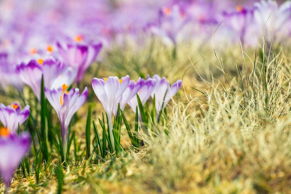 Crochi viola in fiore nelle montagne Tatra, fiore di primavera — Foto Stock