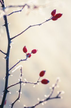 hoarfrost yapraklarda