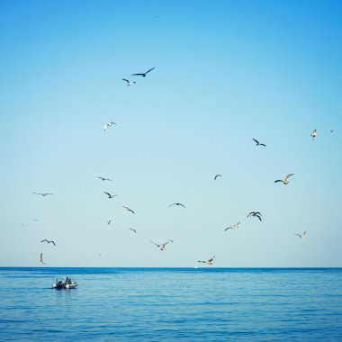 balıkçı teknesi tarafından takip martılar
