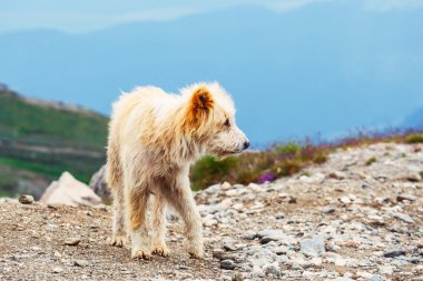 Köpek koru Dağı mera üzerinde koyun