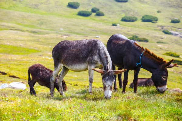 Conduzido de burros descansando no prado verde — Fotografia de Stock