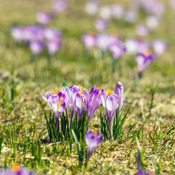 Blooming violet crocuses in Tatra Mountains, spring flower — Stock Photo, Image