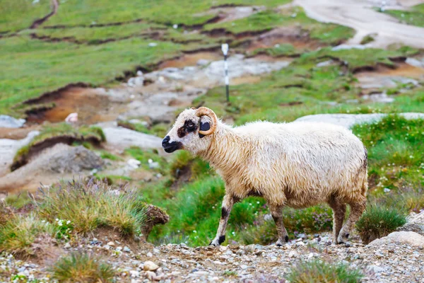 Schapen beslagen op de alpenweiden in de Bucegi bergen, Roemenië — Stockfoto