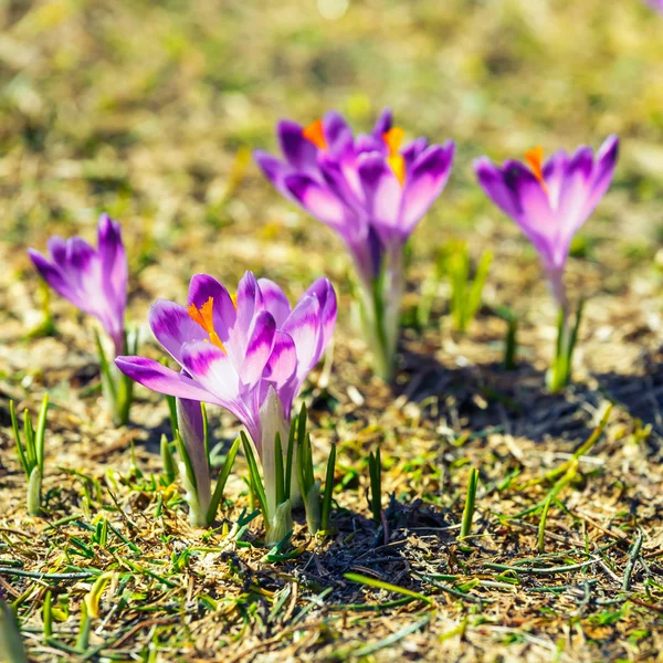 Kvete fialovými krokusy v Tatrách, jarní květ — Stock fotografie