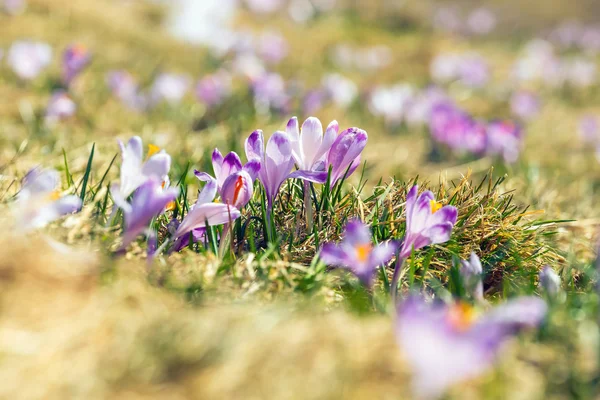 Florescendo crocos violeta em Montanhas Tatra, flor de primavera — Fotografia de Stock