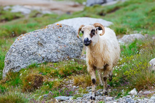 Schapen beslagen op de alpenweiden in de Bucegi bergen, Roemenië — Stockfoto