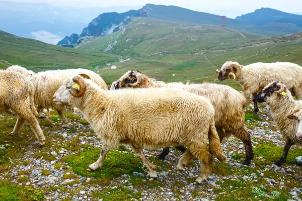 Schapen beslagen op de alpenweiden in de Bucegi bergen, Roemenië — Stockfoto