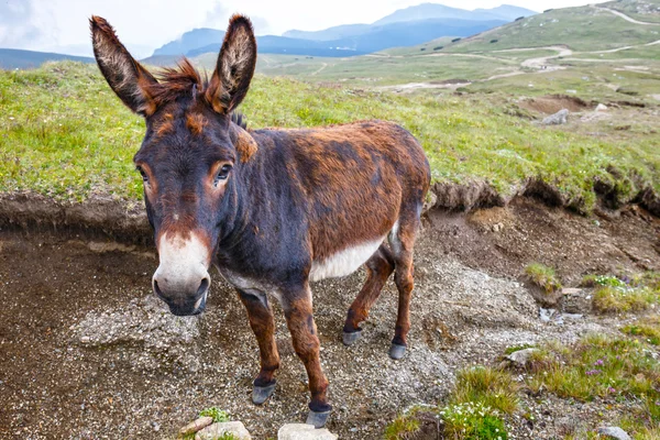 Grey donkey, portrait — Stock Photo, Image