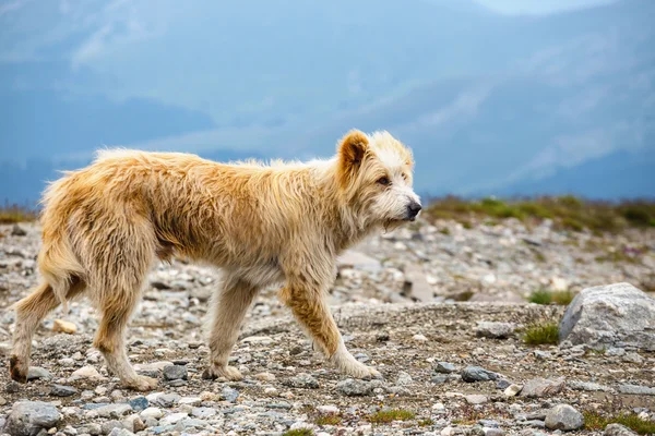 Cão guarda a ovelha no pasto da montanha — Fotografia de Stock