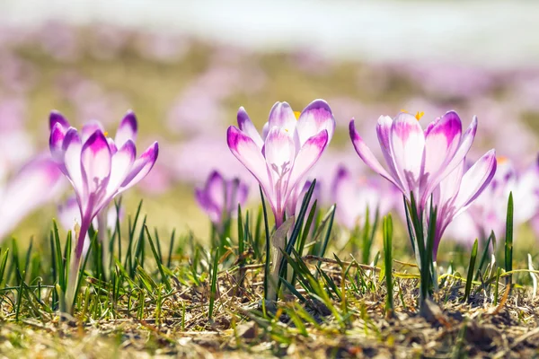 Kvete fialovými krokusy v Tatrách, jarní květ — Stock fotografie