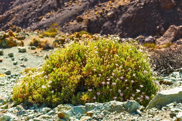 Bush bir El Teide yanardağı, Tenerife, İspanya caldera içinde büyüyen Kuru